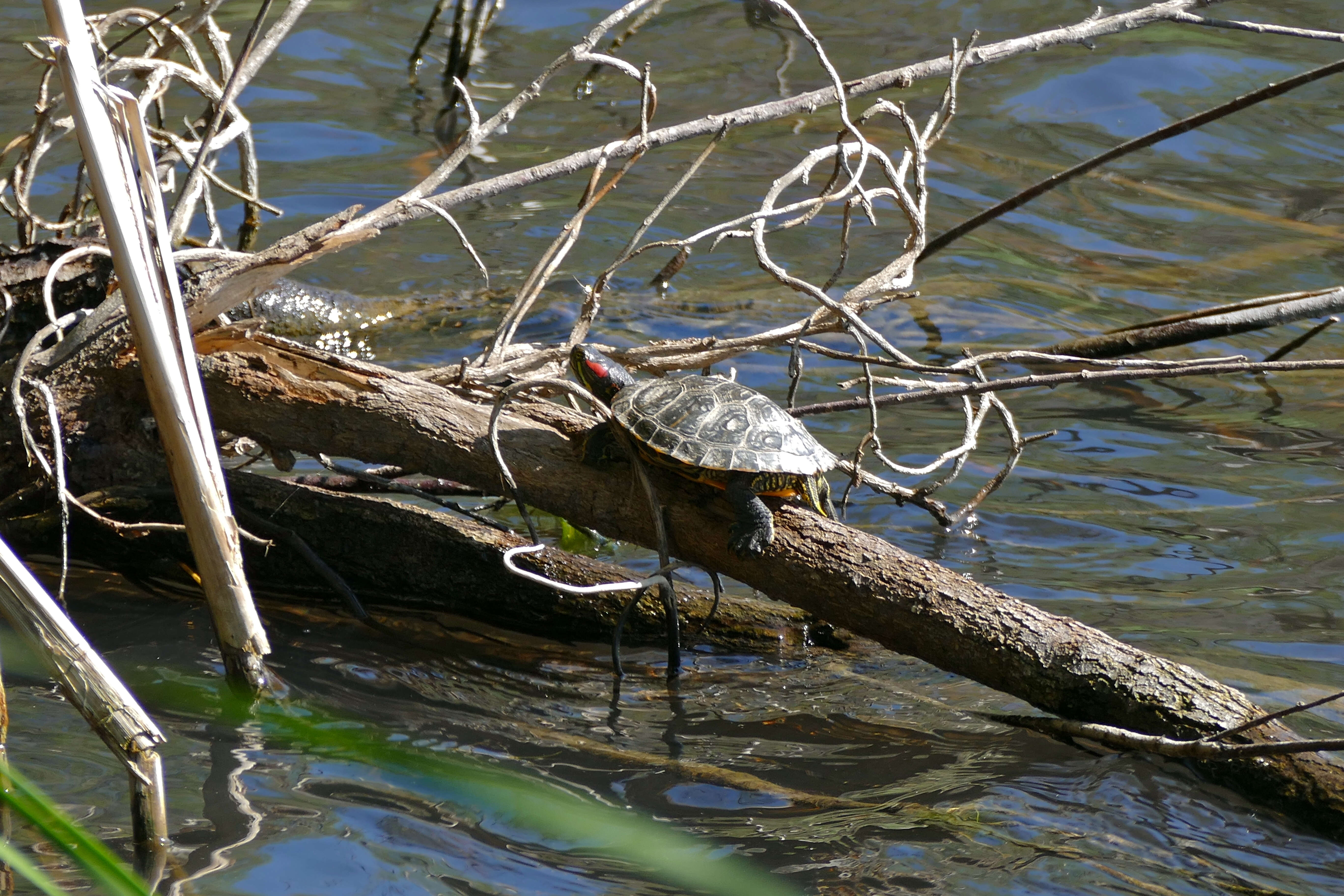 Image of slider turtle, red-eared terrapin, red-eared slider