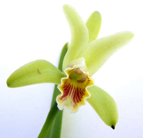 Image of Cattleya mooreana Withner, Allison & Guenard