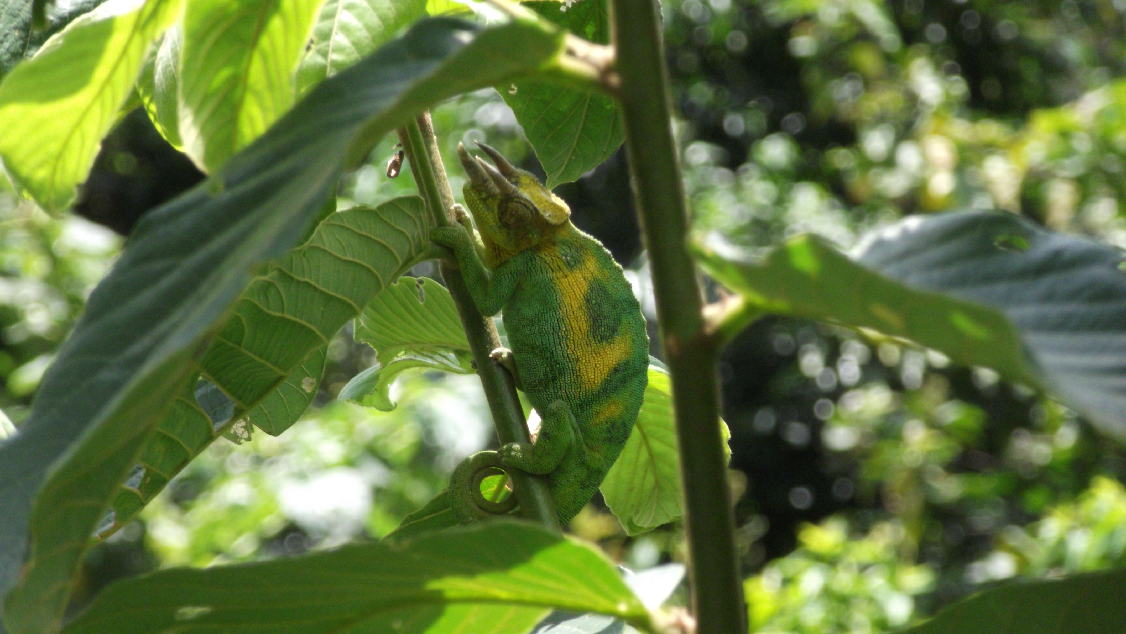 Image de Caméléon de Johnston