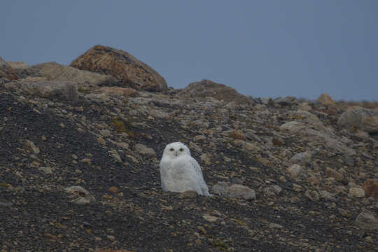 Imagem de Bubo scandiacus (Linnaeus 1758)