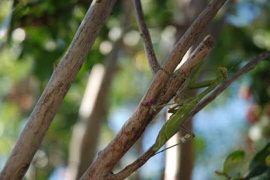 Image of California Mantis