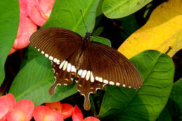 Image of Papilio polytes Linnaeus 1758