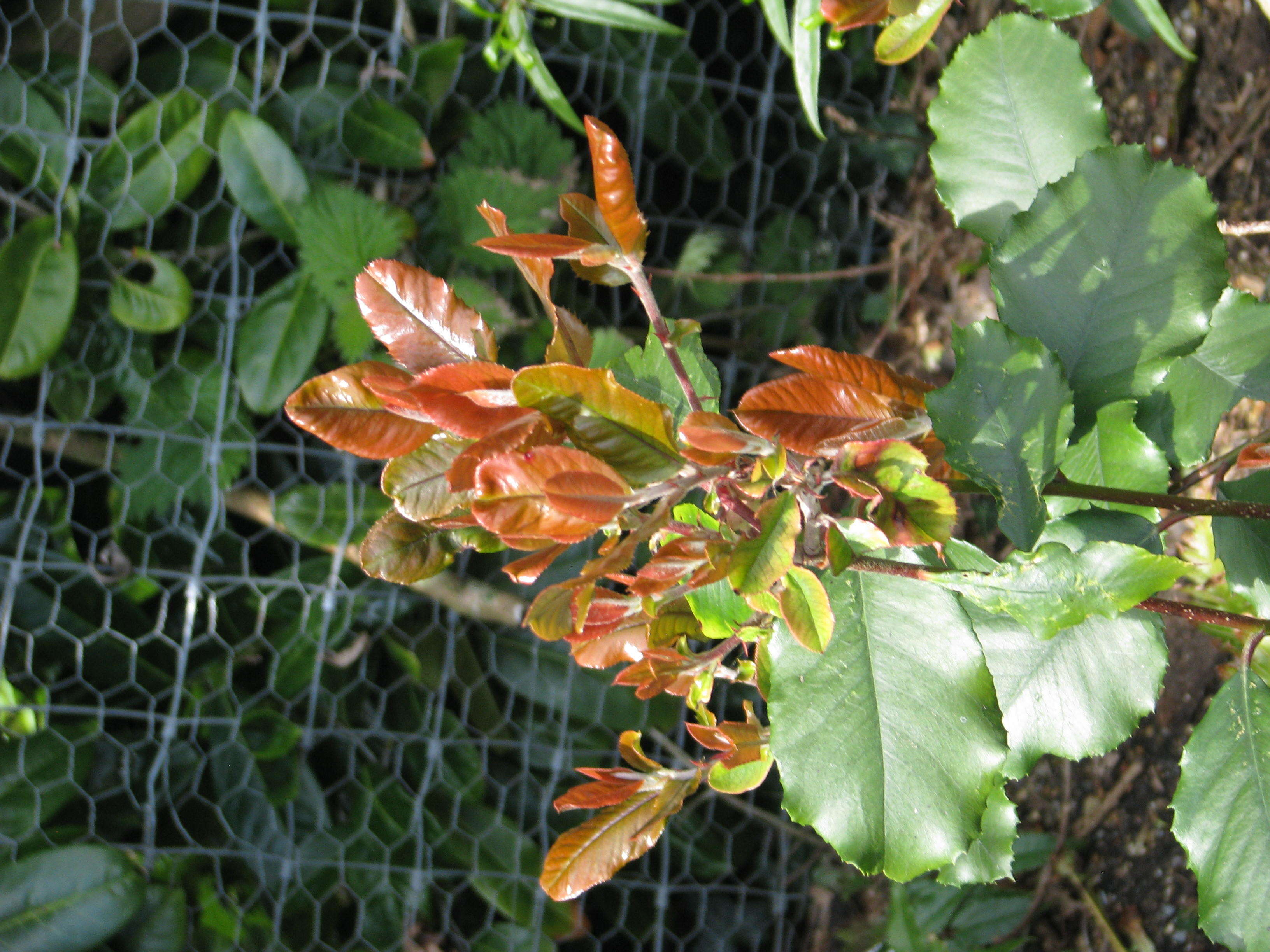 Plancia ëd Photinia prionophylla (Franch.) C. K. Schneid.