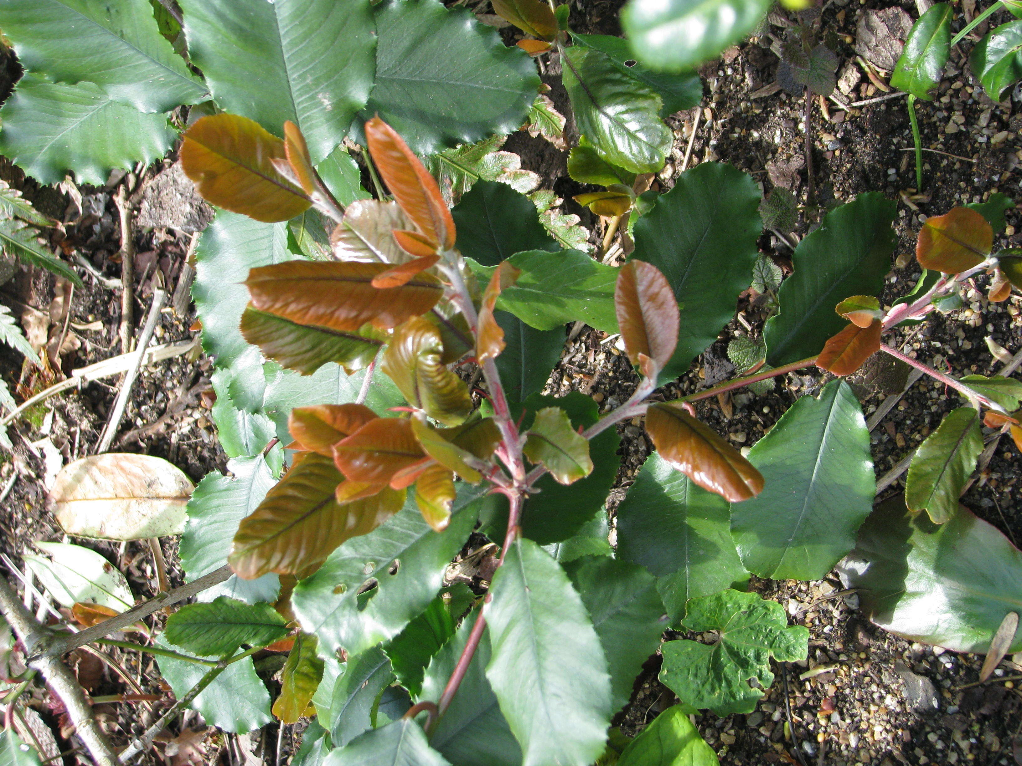 Plancia ëd Photinia prionophylla (Franch.) C. K. Schneid.