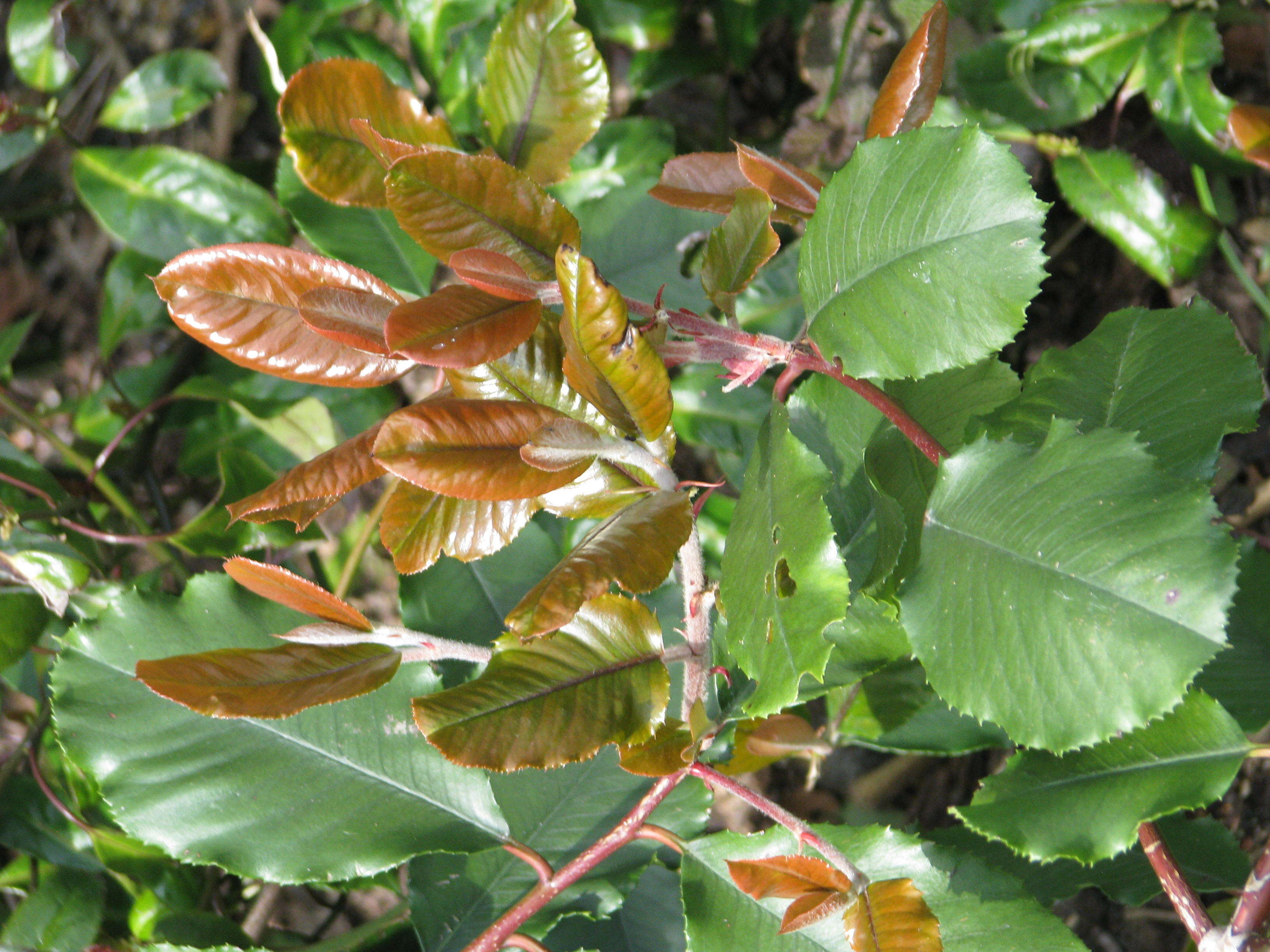 Image de Photinia prionophylla (Franch.) C. K. Schneid.