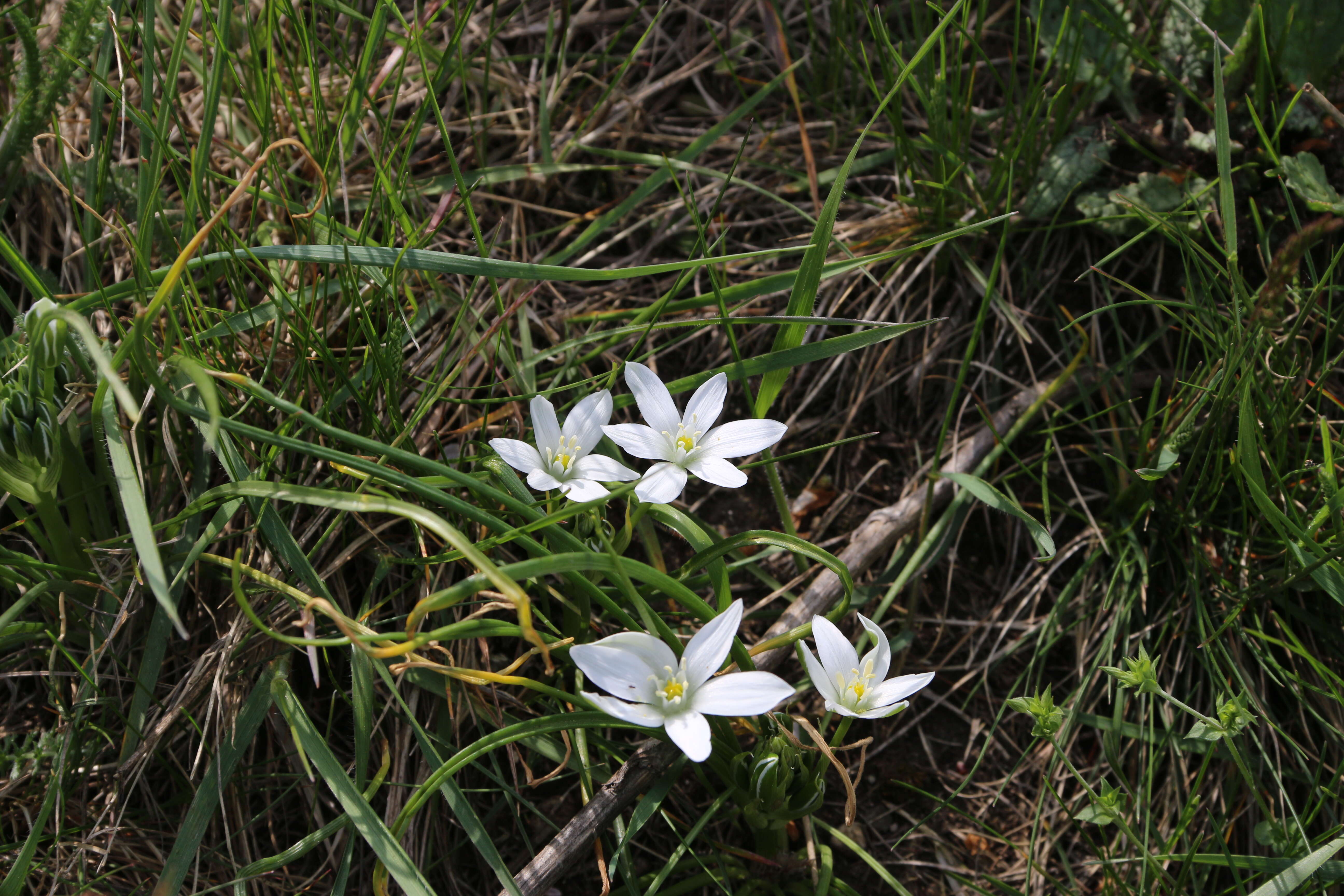 Image of Dove's dung