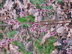 Image of rose-gold pussy willow