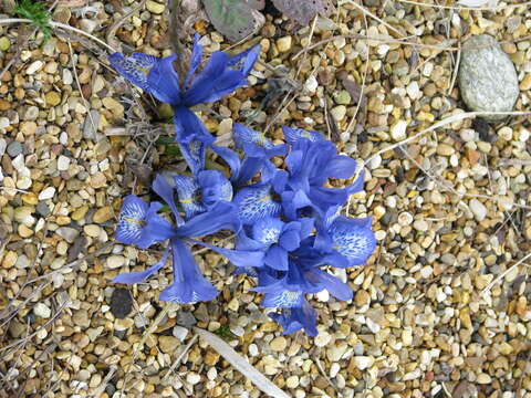 Plancia ëd Iris histrioides (G. F. Wilson) S. Arn.