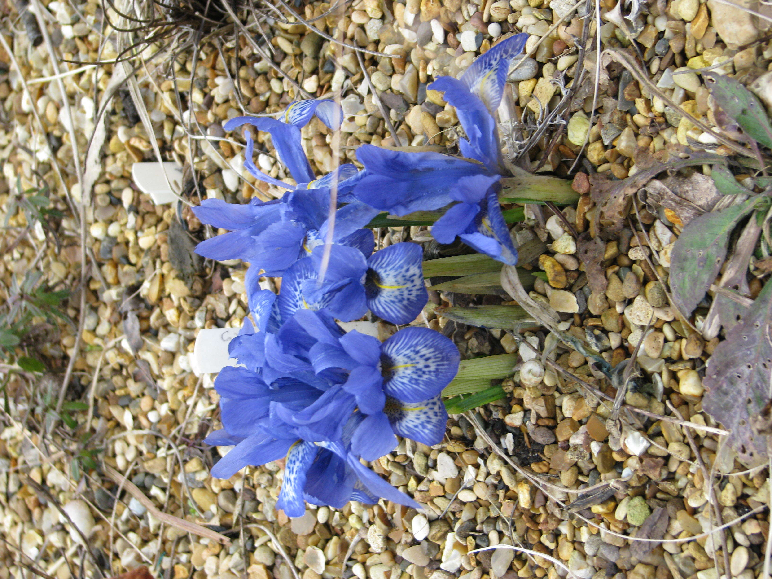 Plancia ëd Iris histrioides (G. F. Wilson) S. Arn.