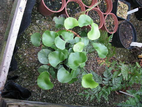 Image of lotus-leaved maidenhair fern