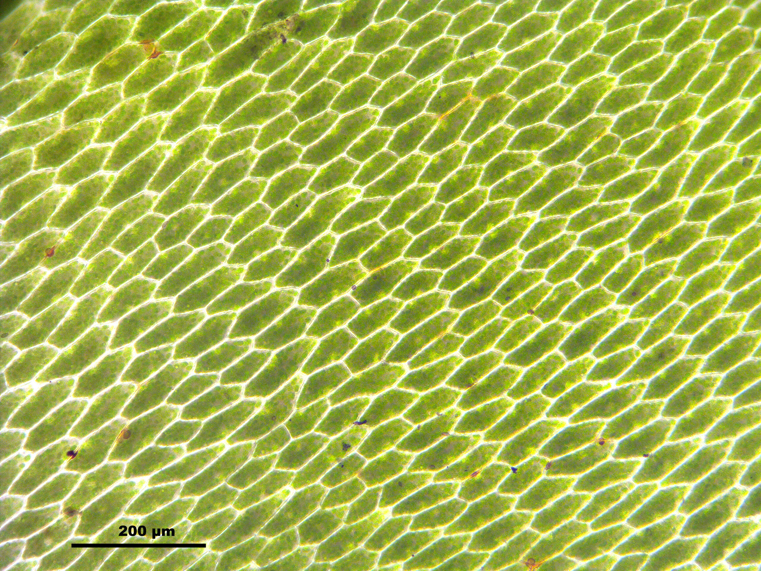 Image of rose rhodobryum moss