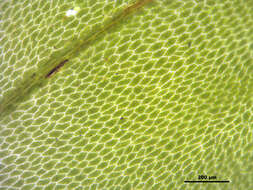 Image of rose rhodobryum moss