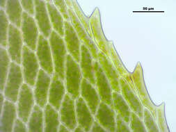 Image of rose rhodobryum moss