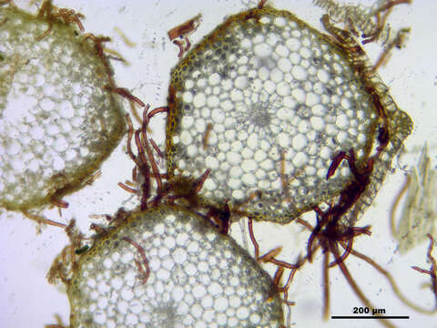 Image of rose rhodobryum moss