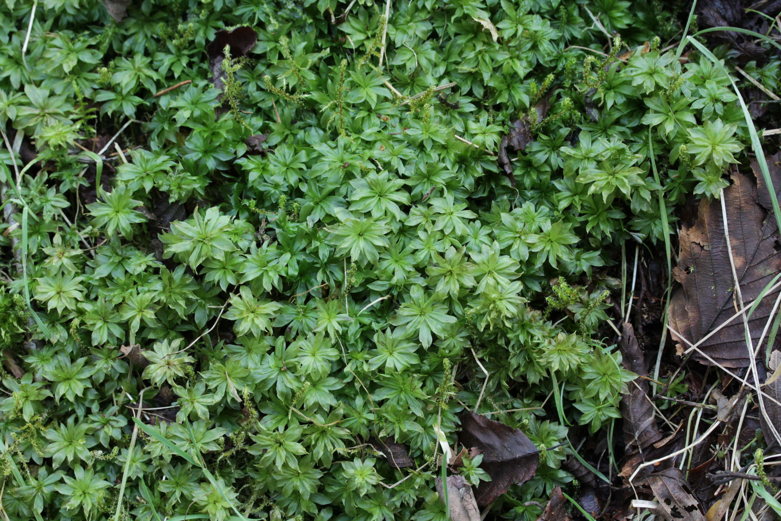 Image of rose rhodobryum moss