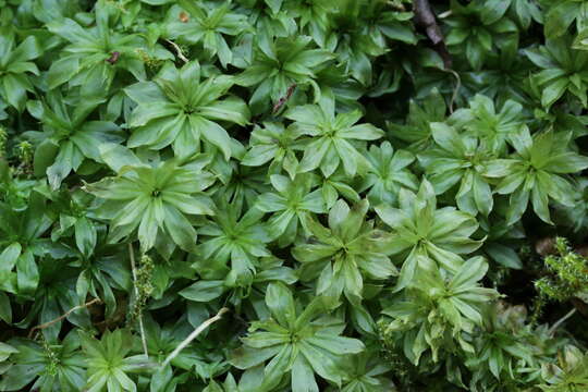 Image of rose rhodobryum moss