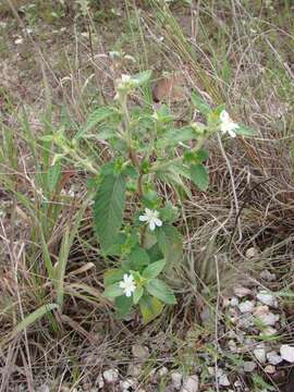 Imagem de Turnera chamaedrifolia Cambess.