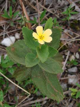 Imagem de Turnera ulmifolia L.