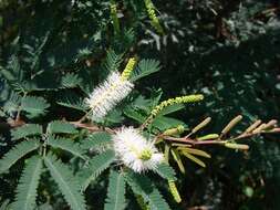 Mimosa tenuiflora (Willd.) Poir. resmi