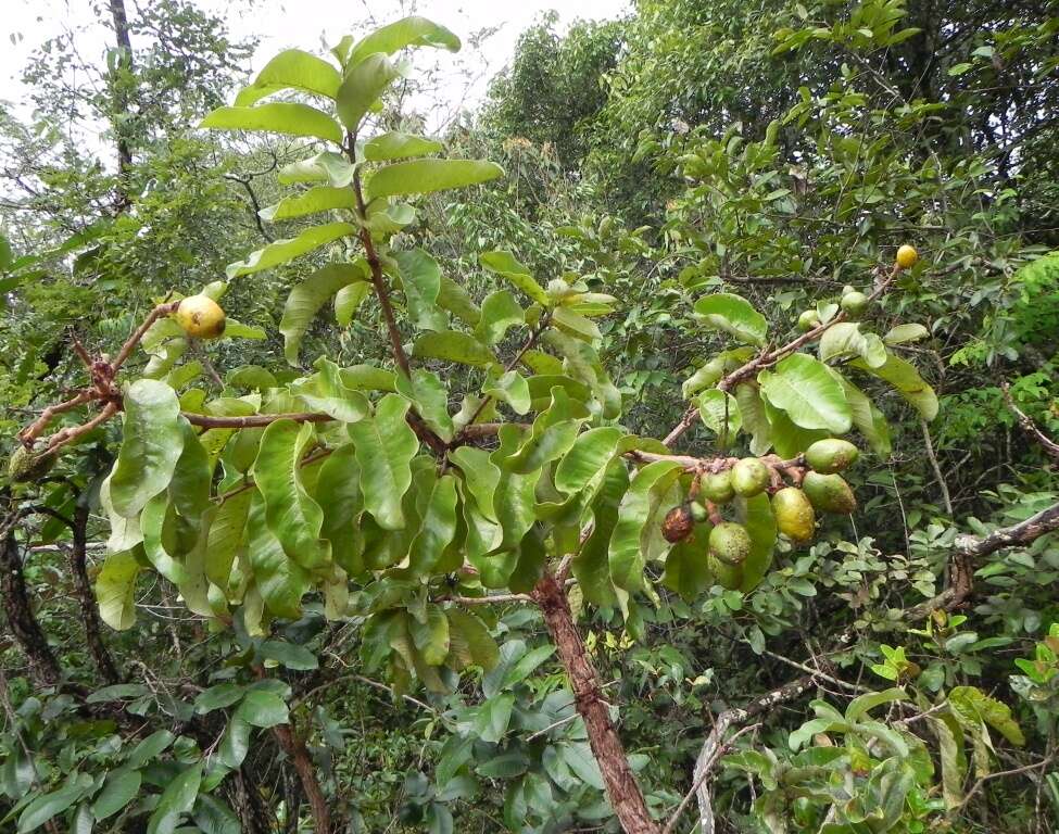 Plancia ëd Couepia grandiflora (Mart. & Zucc.) Benth. ex Hook. fil.