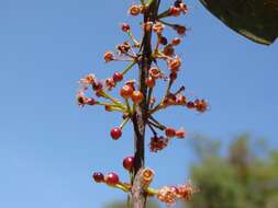 صورة Siphoneugena densiflora Berg