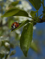 Image of Mahaleb cherry