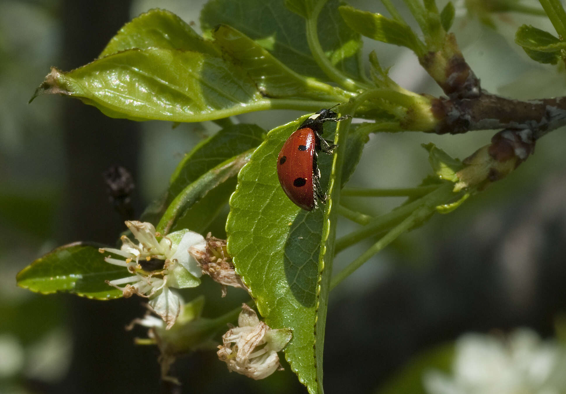 Image of Mahaleb cherry