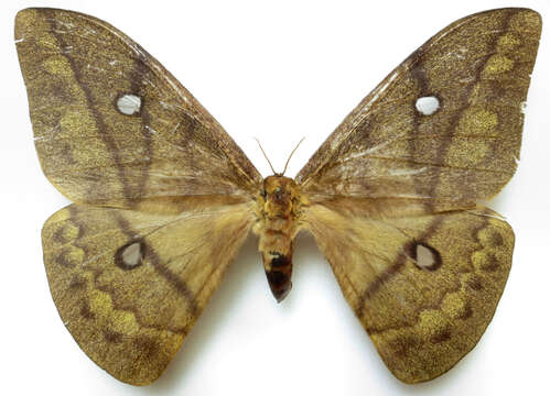 Image of Pseudantheraea Weymer 1892