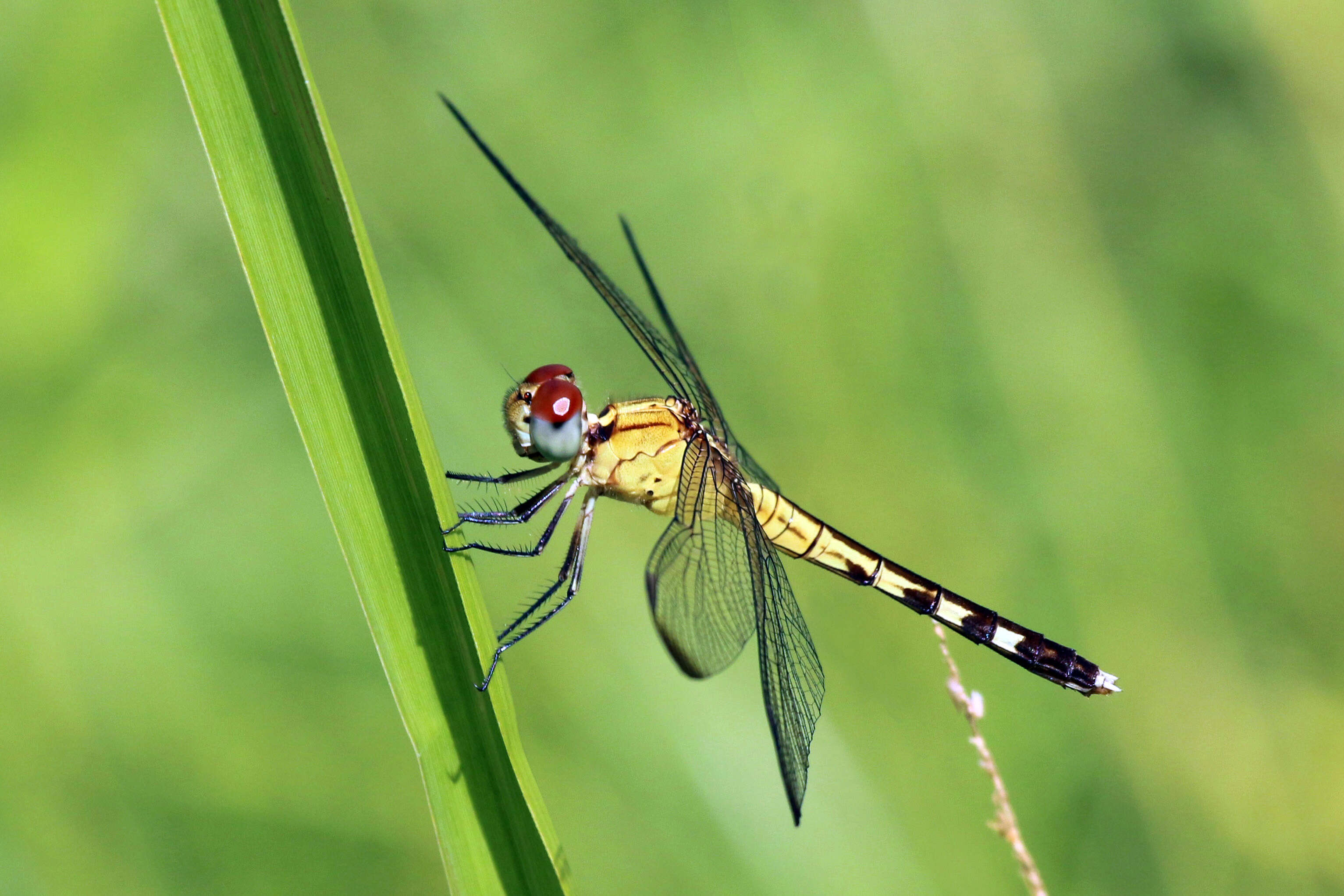 Sivun Erythrodiplax umbrata (Linnaeus 1758) kuva