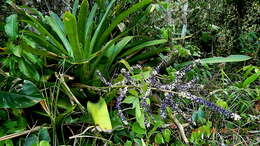 Aechmea lingulata (L.) Baker的圖片