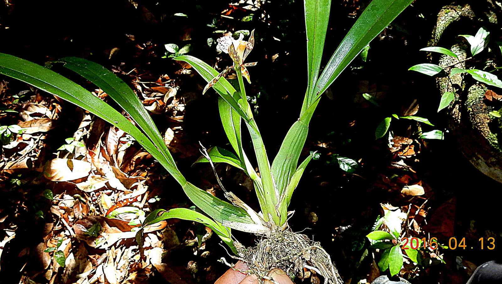 Imagem de Aspasia variegata Lindl.