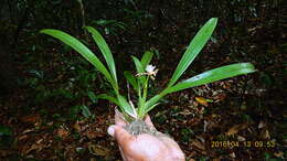 Imagem de Aspasia variegata Lindl.