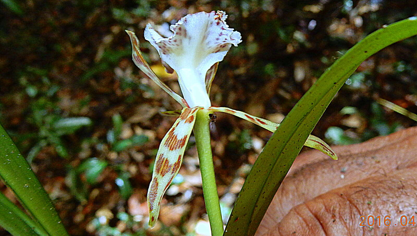 Imagem de Aspasia variegata Lindl.