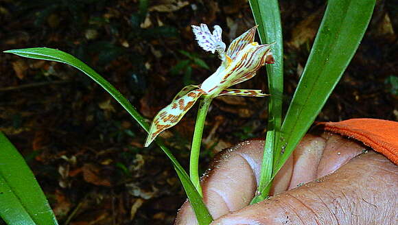 Image of Aspasia variegata Lindl.