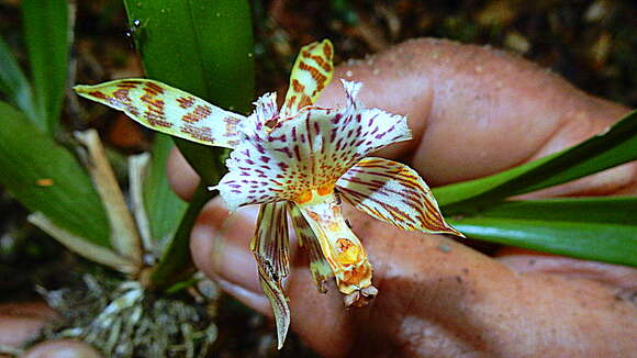 Image of Aspasia variegata Lindl.