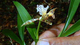 Imagem de Aspasia variegata Lindl.