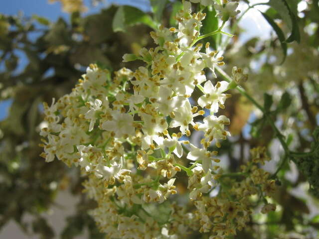 Image of Sambucus cerulea