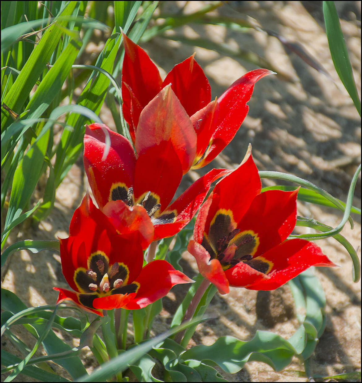 Image of Tulipa agenensis Redouté