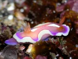 Image of Red and white toadstool slug