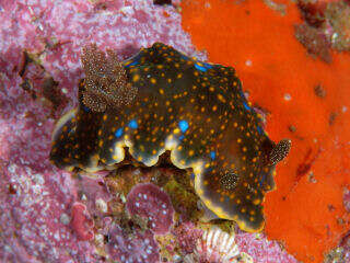 Image of Sinuate purple slug