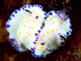 Image of Pale gold and purple slug