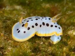 Image de Chromodoris orientalis Rudman 1983