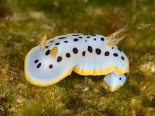 Image de Chromodoris orientalis Rudman 1983