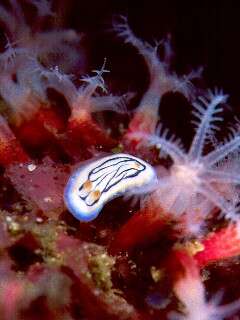 Image of Hypselodoris maritima (Baba 1949)