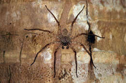 Image of Selenops insularis Keyserling 1881