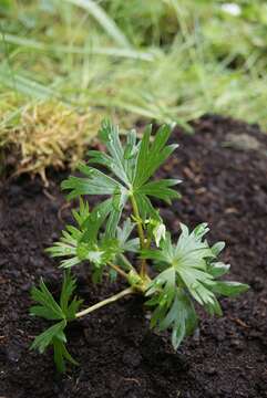 صورة Aconitum henryi E. Pritz.