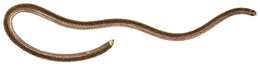 Image of Guyana blind snake