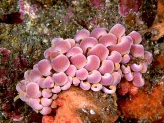 Imagem de Phyllodesmium magnum Rudman 1991