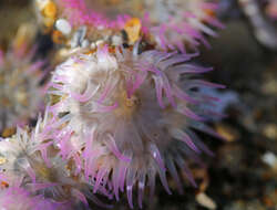 Image of aggregating anemone