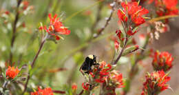 Image of California Bumble Bee